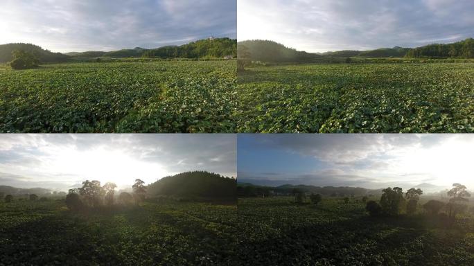 江西广昌清晨阳光照耀莲花塘