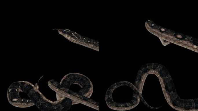 生物-蛇-缠绕1（带通道）