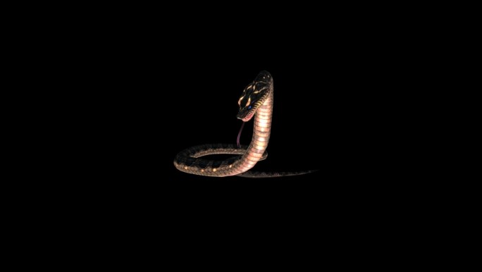 生物-蛇-正面攻击（带通道）