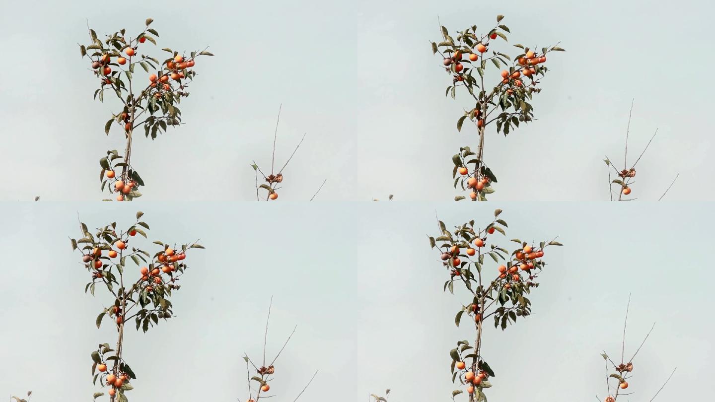 故乡的柿子树系列实拍视频素材