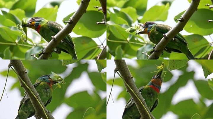 树上的鸟吃螳螂