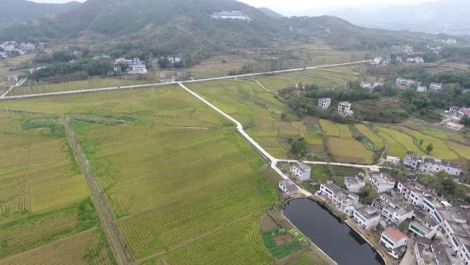 山区水稻田航拍