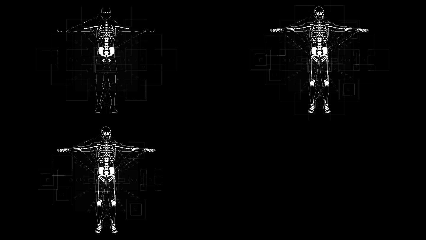 人体骨骼全息影像