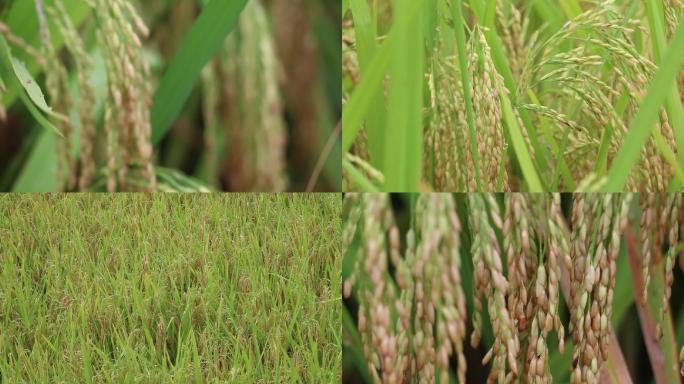25组水稻稻谷