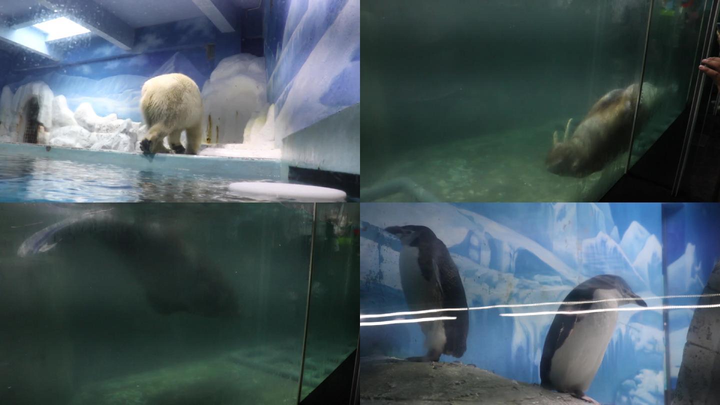 海洋公园_北极熊+北极狼+企鹅+海狮等
