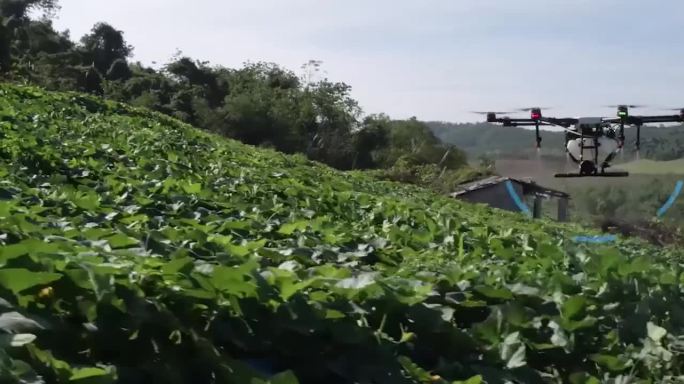 农业植保无人机水稻农田作业视频