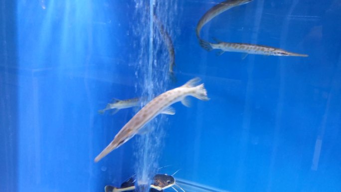 巴西亚鱼和鸭嘴鳄鱼在水池里游动