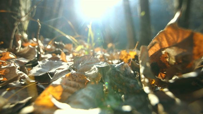 秋季荒野秋黄树叶大光圈秋风落叶
