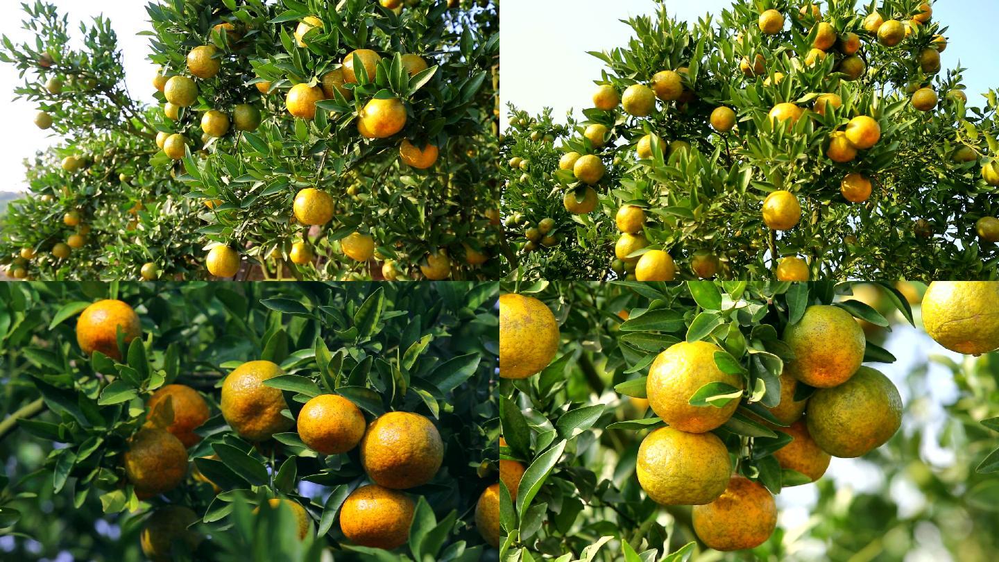果实累累的柑橘