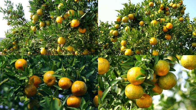 果实累累的柑橘