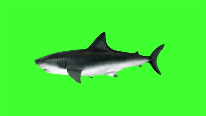 鲨鱼游动循环素材绿布抠像
