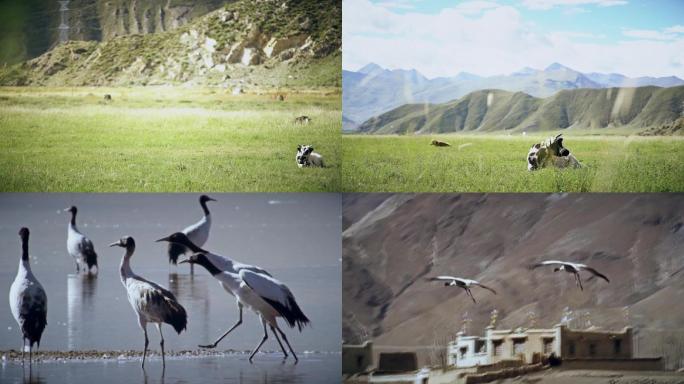 实拍西藏高原动物