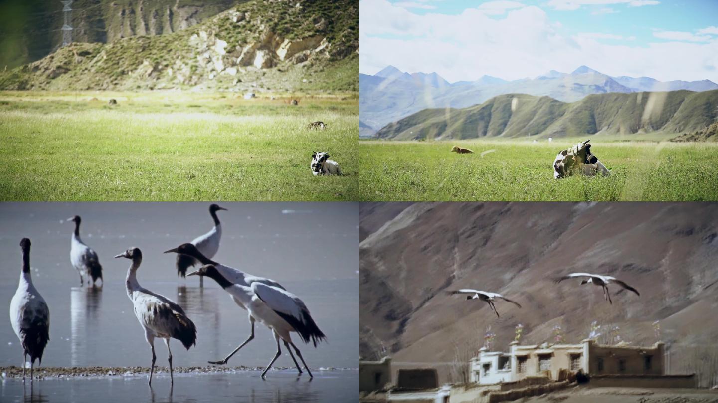 实拍西藏高原动物