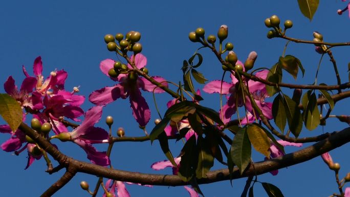 壹TV树杈上的花朵