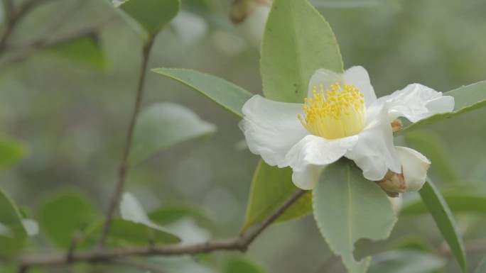 茶油油茶籽油山茶油山茶籽油