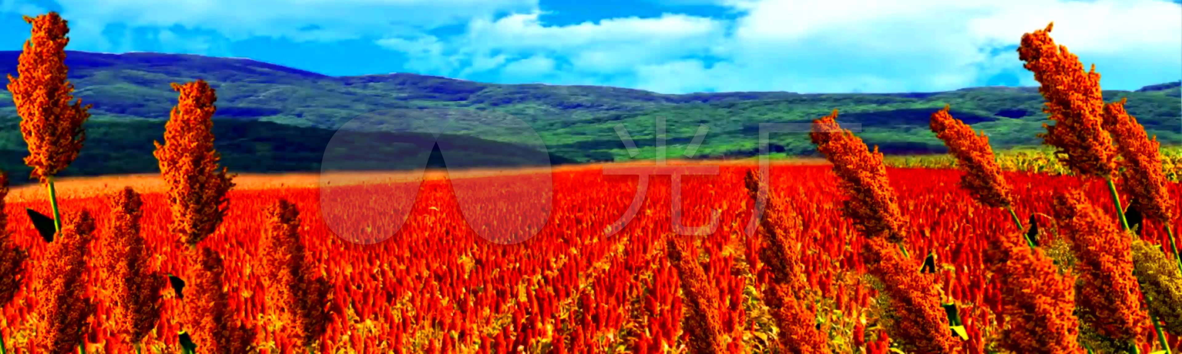 DAO-84544 | 高粱種植,高粱,Sorghum bicolor,二色高粱,蜀黍,五穀雜糧,.禾本科,草本植物,農… | Flickr