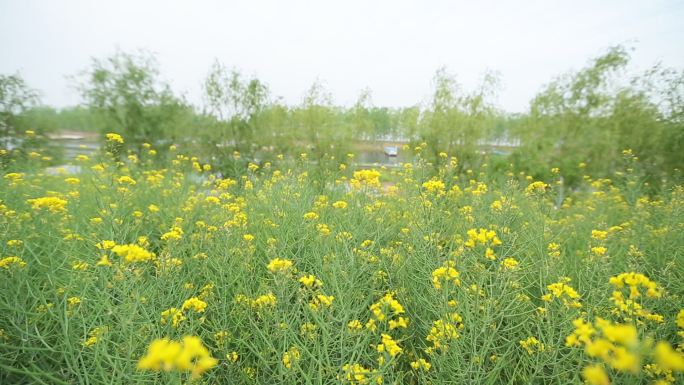 油菜花