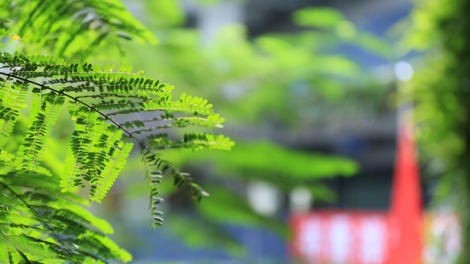 景深虚化唯美花草植物