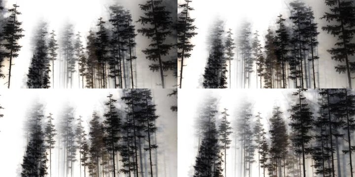 场景-树林-森林推镜