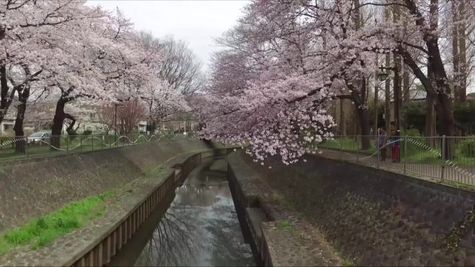 日本樱花盛开航拍视频