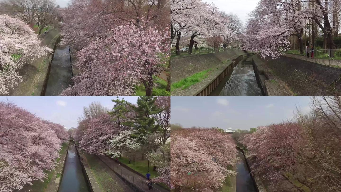 日本樱花盛开航拍视频