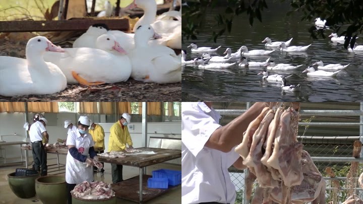 腊鸭养殖加工制作过程