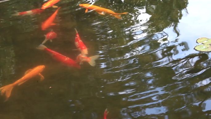 公园碧水红黄锦鲤自在畅游