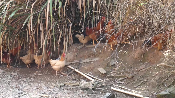 农村农家散养鸡鸭成群啄食草丛
