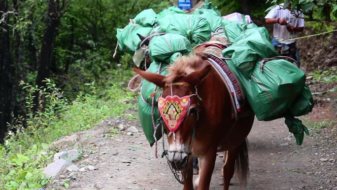 云南迪庆州雨崩村山路藏民驱赶骡子驮运货物