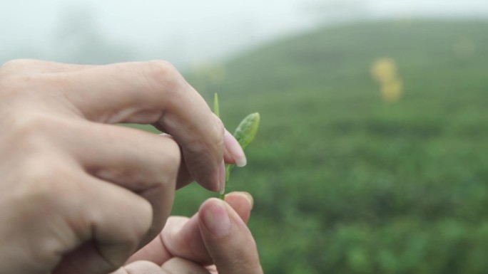 采茶选茶搓茶