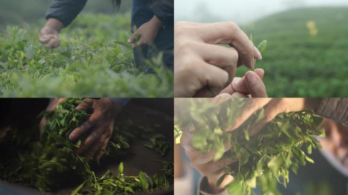 采茶选茶搓茶