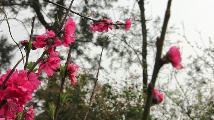 春天桃花盛开小鸟站在枝头
