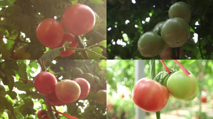 温室大棚拍摄西红柿素材