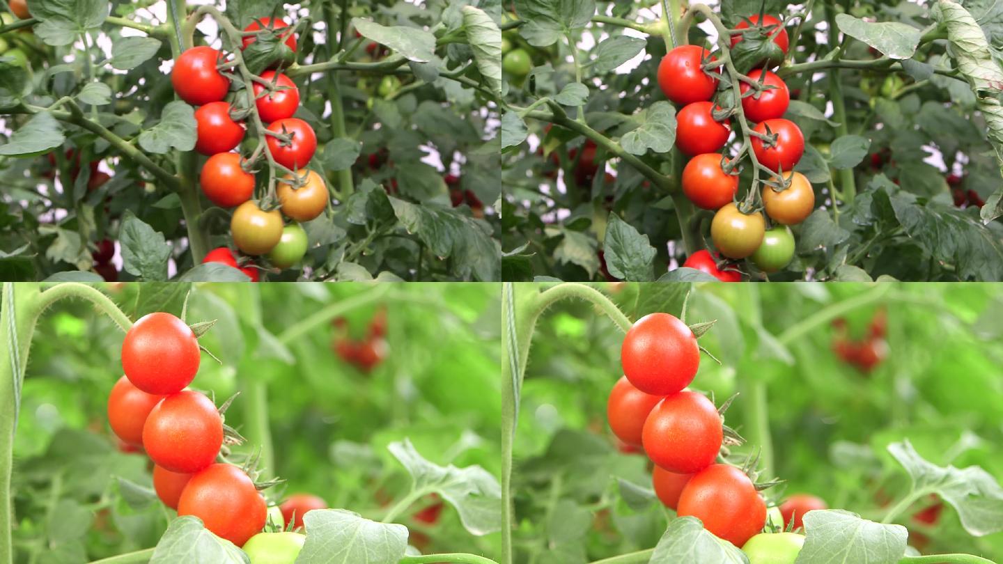 温室大棚西红柿实拍素材