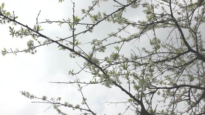李子树开花与结果