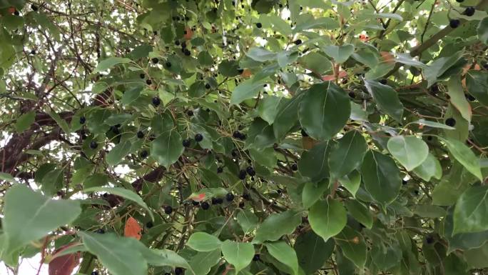 香樟树皂角树实拍视频素材