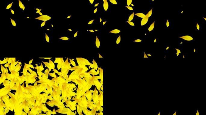 黄色花瓣雨