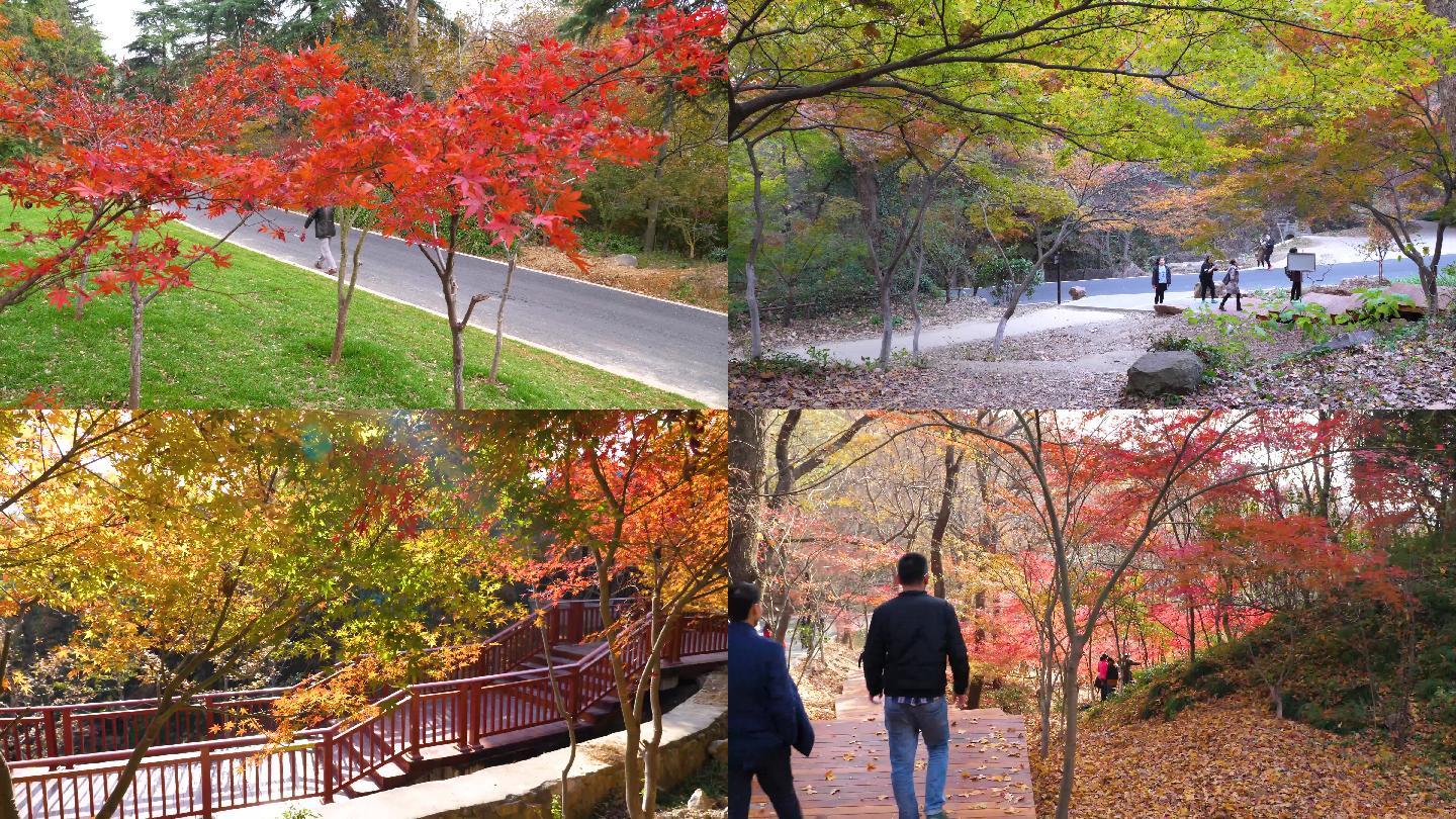 秋季栖霞山枫叶