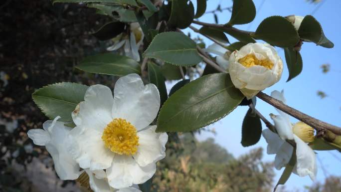 油茶树山茶花茶油树油茶花茶花经济果林茶树