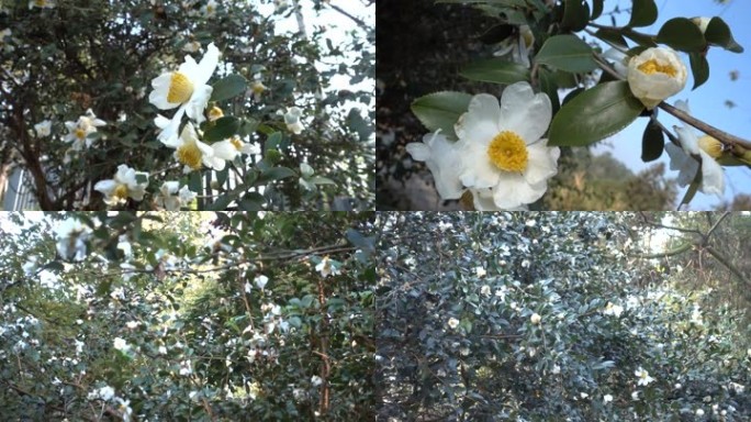 油茶树山茶花茶油树油茶花茶花经济果林茶树