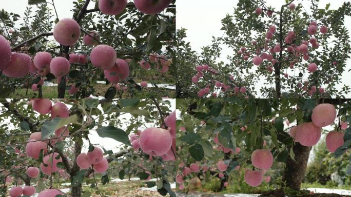烟台红苹果及苹果树（22条视频素材）
