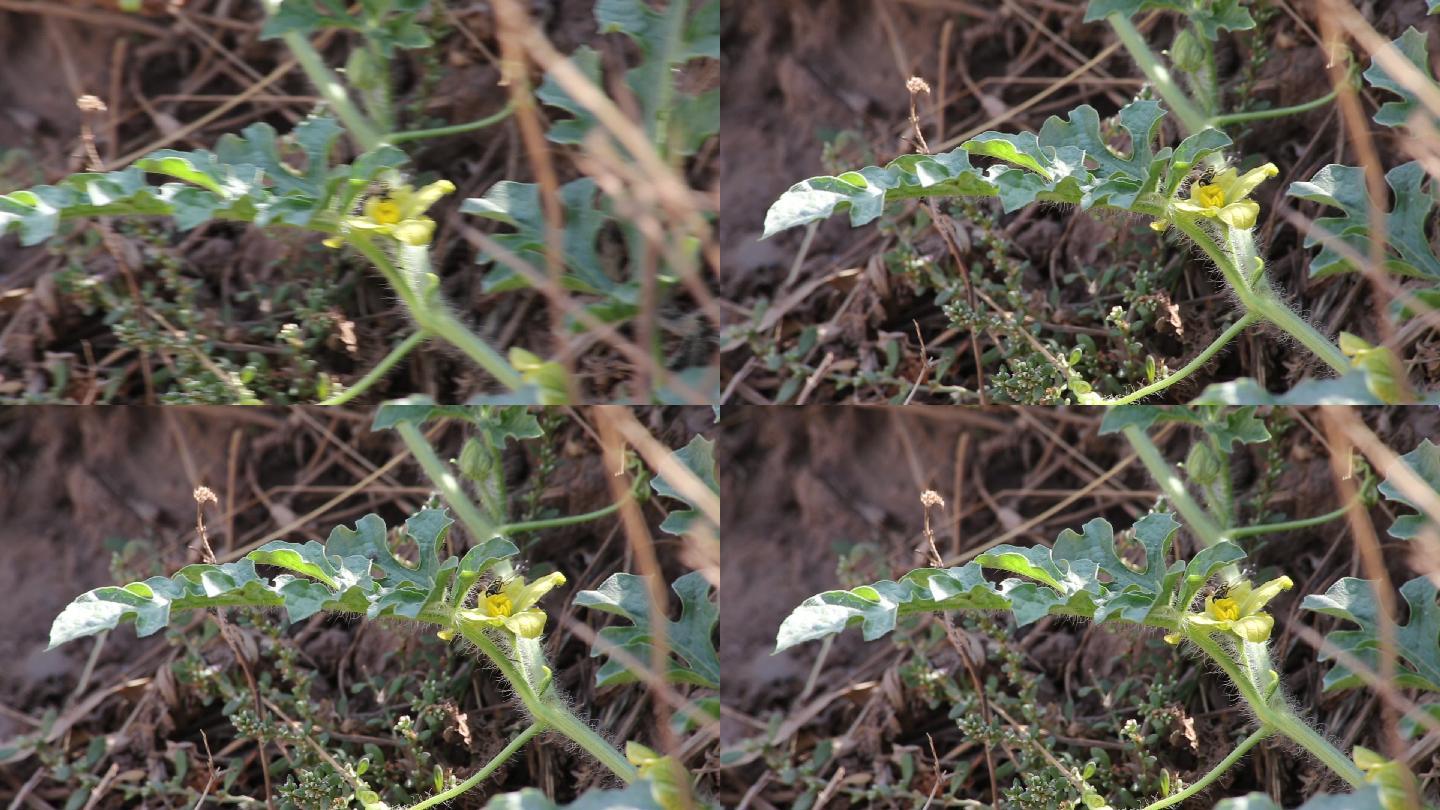 西瓜藤开出了黄色的小花
