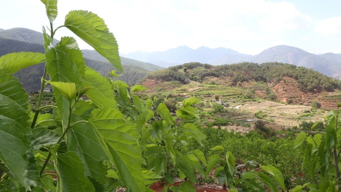 桑树桑葚水果