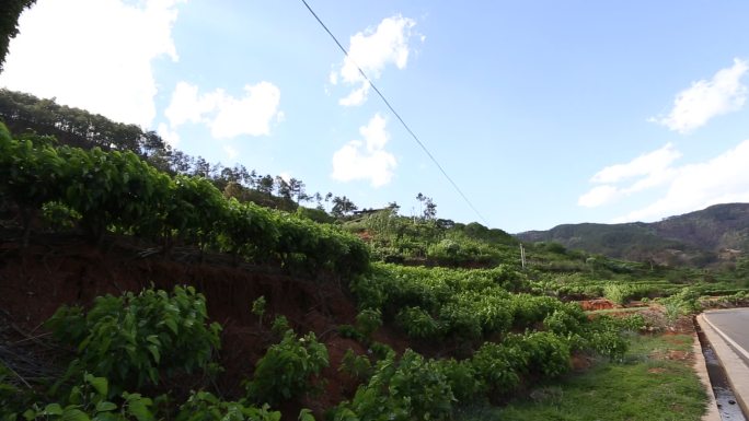 桑葚基地