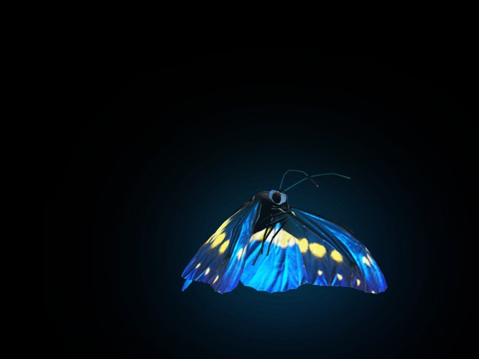 生物-蝴蝶-飞舞（带通道）