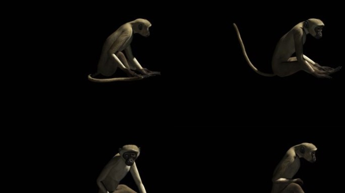生物-狗-猴子1（带通道）