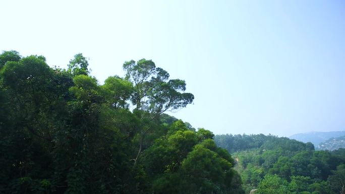 高清实拍森林美景天然氧吧大自然树林