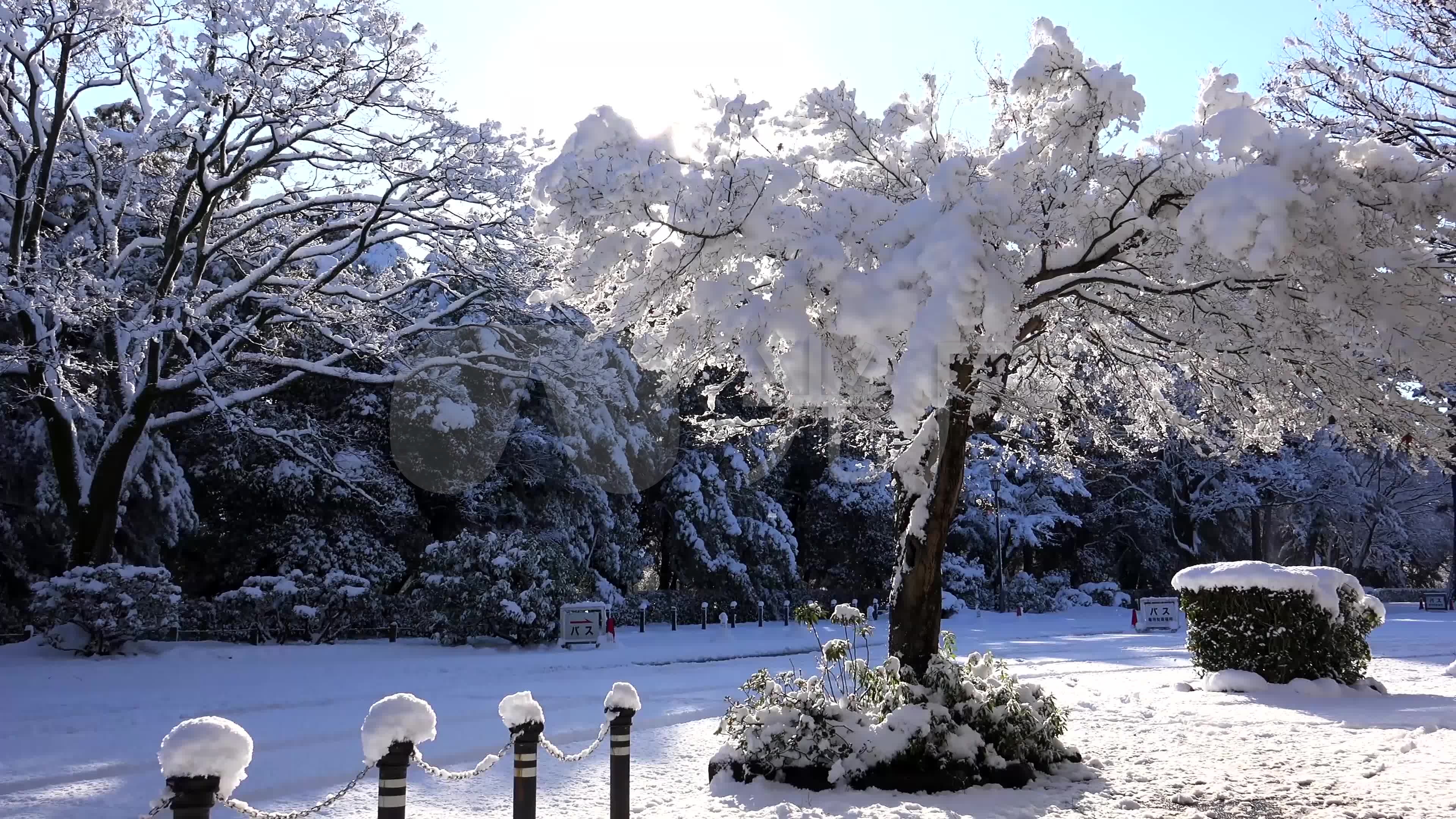 世界下雪松树美景视频(世界下雪松树美景视频播放)