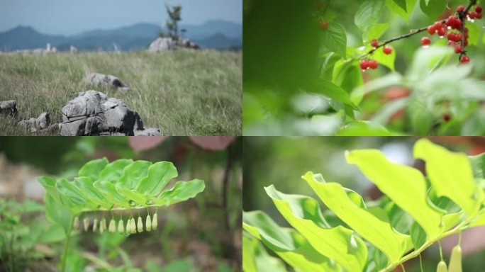 特写植物微风露水春天