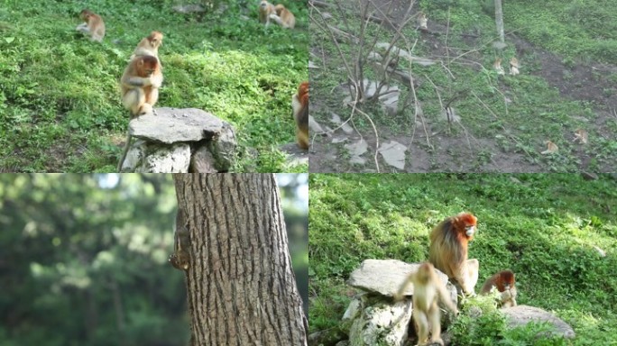 松鼠金丝猴嬉闹进食春夏